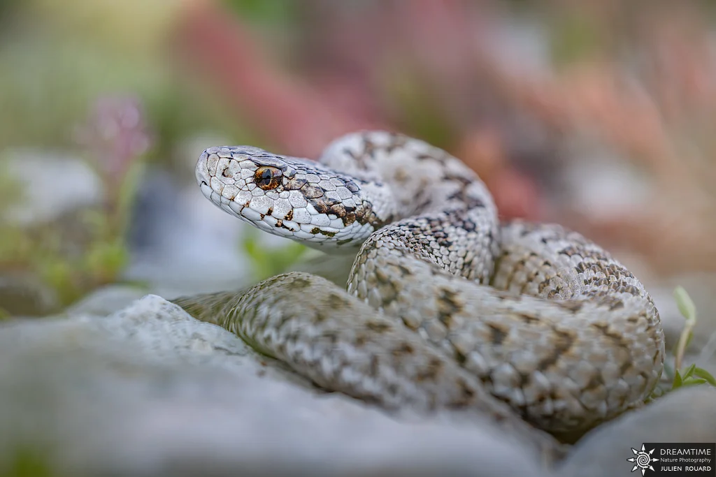 Macrophotographie de terrain réalisée avec un diffuseur DNP — 48