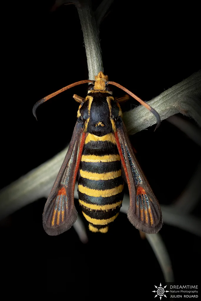 Macrophotographie de terrain réalisée avec un diffuseur DNP — 50