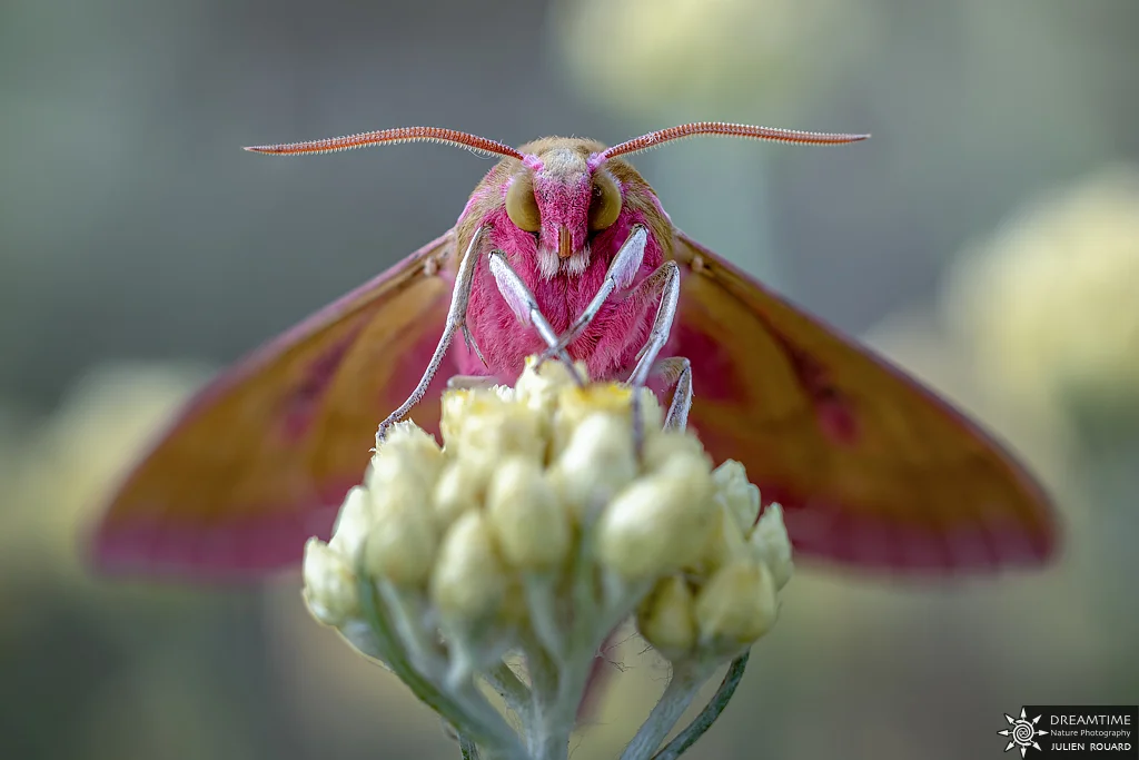 Macrophotographie de terrain réalisée avec un diffuseur DNP — 52