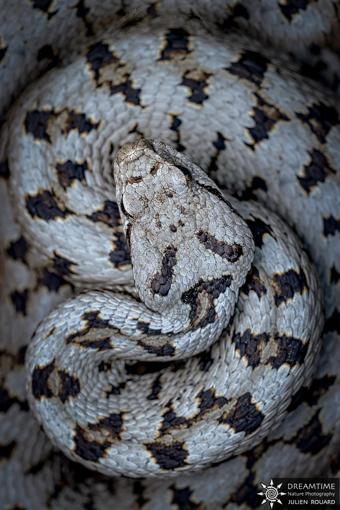 Macrophotographie de terrain réalisée avec un diffuseur DNP — 55