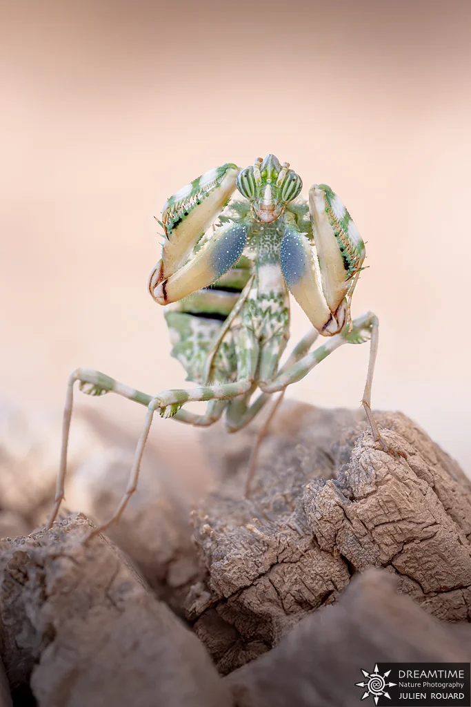 Macrophotographie de terrain réalisée avec un diffuseur DNP — 56