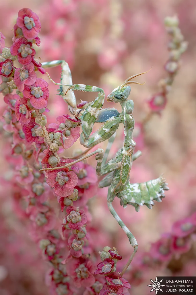 Macrophotographie de terrain réalisée avec un diffuseur DNP — 57