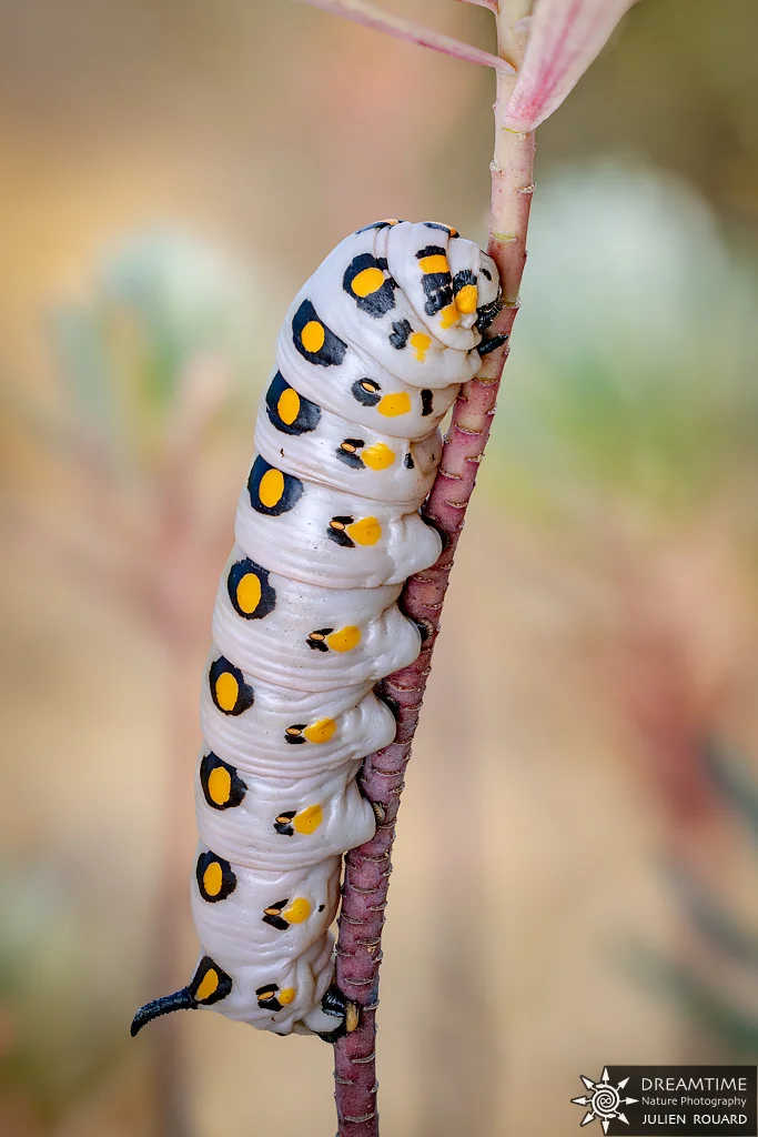 Macrophotographie de terrain réalisée avec un diffuseur DNP — 58
