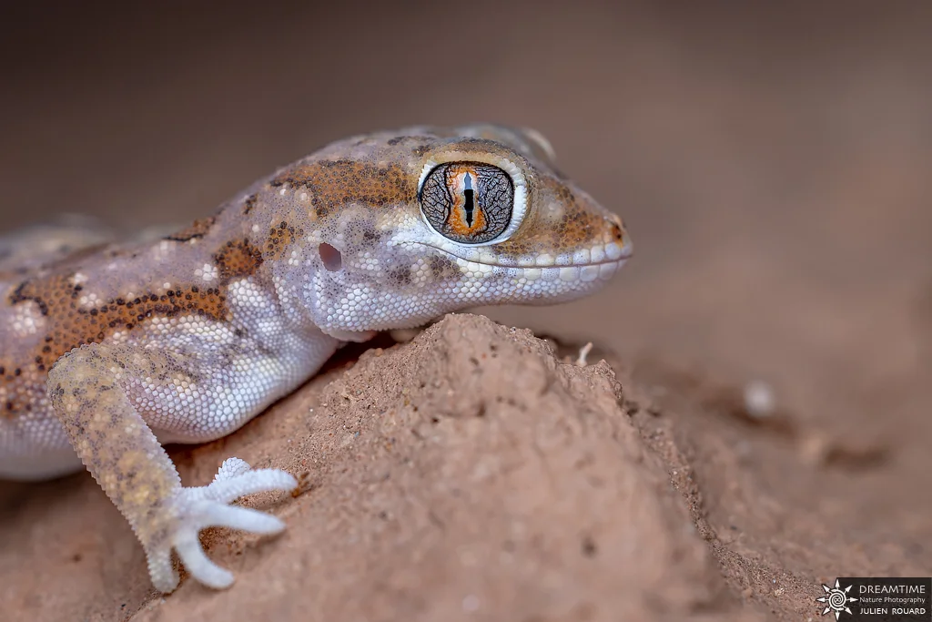 Macrophotographie de terrain réalisée avec un diffuseur DNP — 59