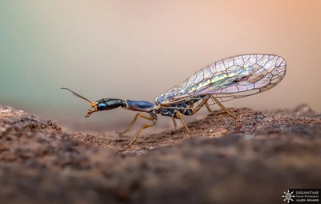 Macrophotographie de terrain réalisée avec un diffuseur DNP — 60