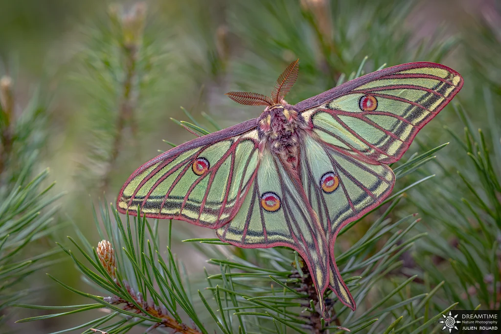 Macrophotographie de terrain réalisée avec un diffuseur DNP — 61