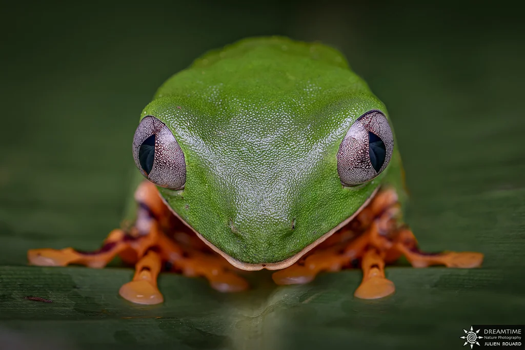 Macrophotographie de terrain réalisée avec un diffuseur DNP — 63