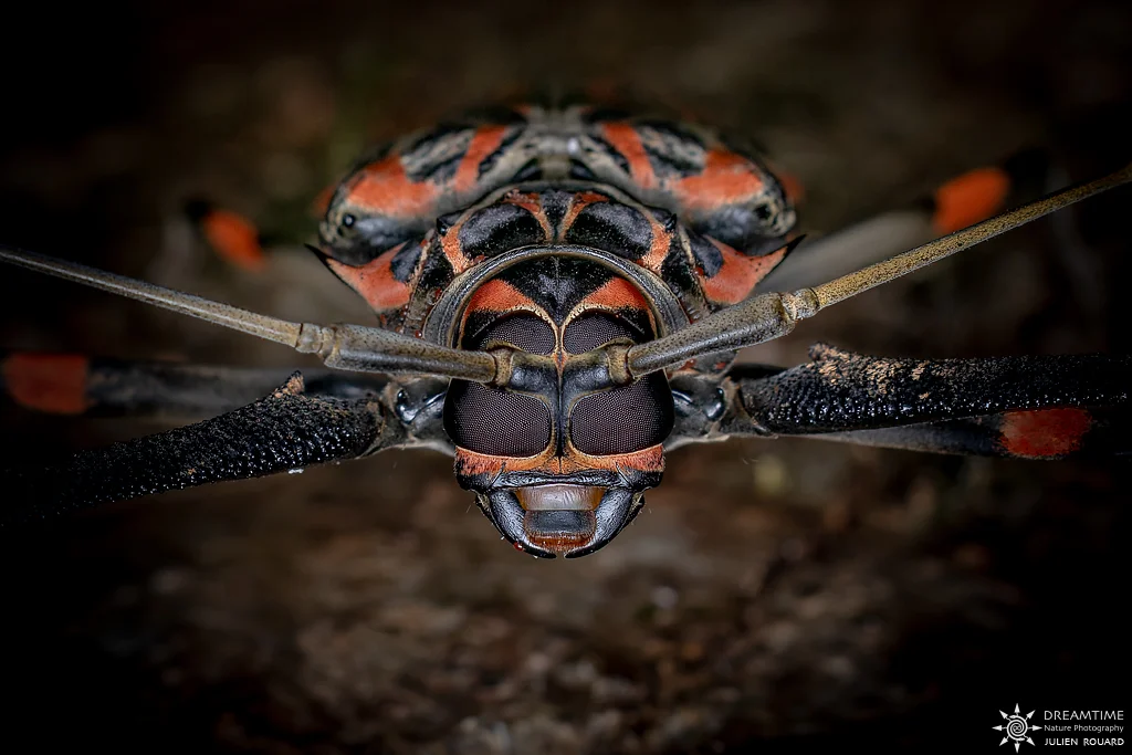 Macrophotographie de terrain réalisée avec un diffuseur DNP — 64