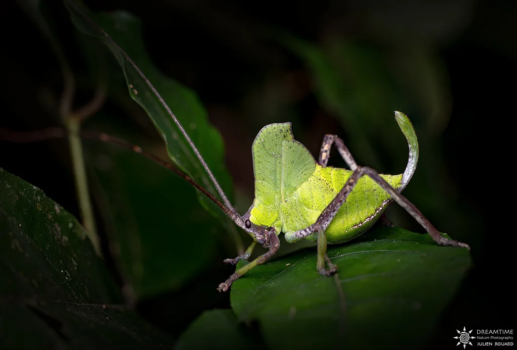 Macrophotographie de terrain réalisée avec un diffuseur DNP — 65