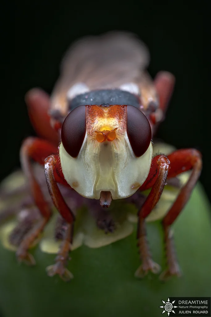 Macrophotographie de terrain réalisée avec un diffuseur DNP — 66