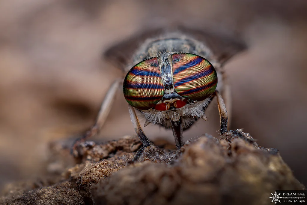 Macrophotographie de terrain réalisée avec un diffuseur DNP — 68