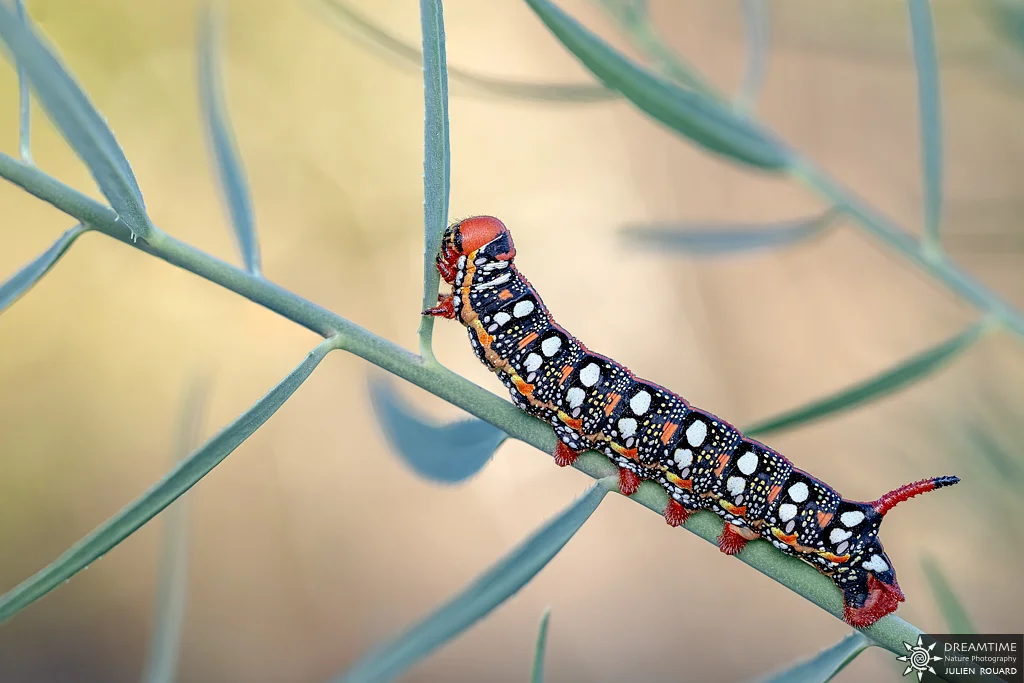 Macrophotographie de terrain réalisée avec un diffuseur DNP — 69