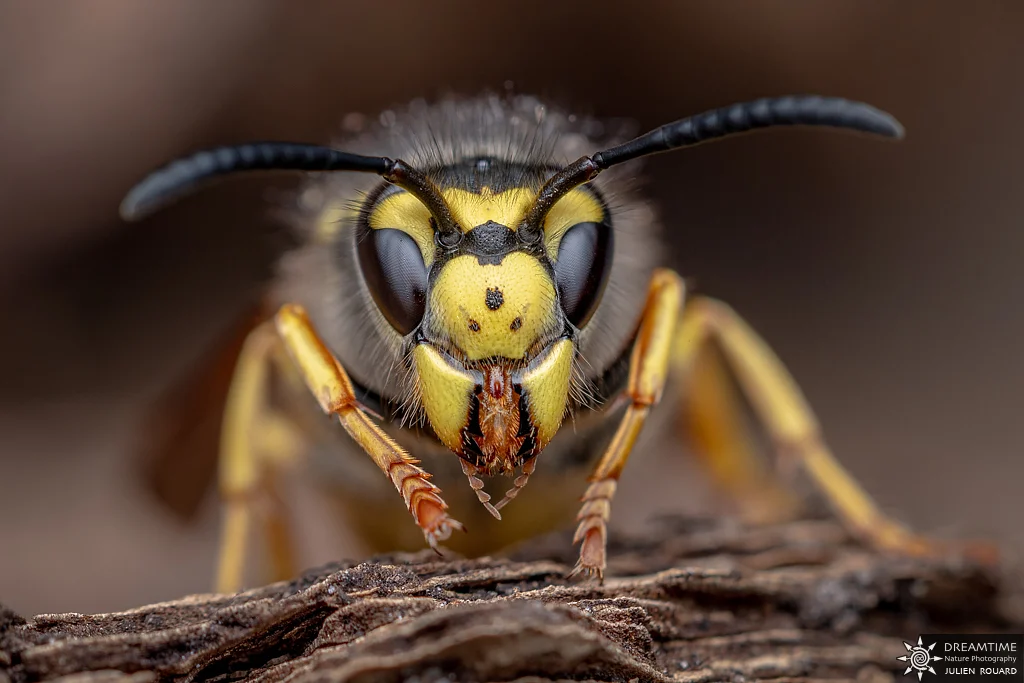 Macrophotographie de terrain réalisée avec un diffuseur DNP — 70