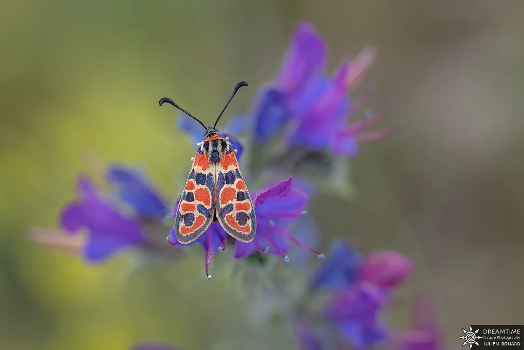 Macrophotographie de terrain réalisée avec un diffuseur DNP — 71