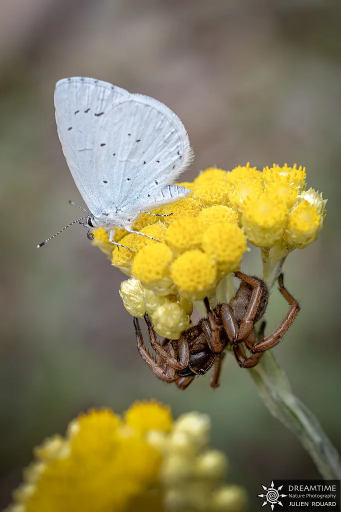 Macrophotographie de terrain réalisée avec un diffuseur DNP — 72
