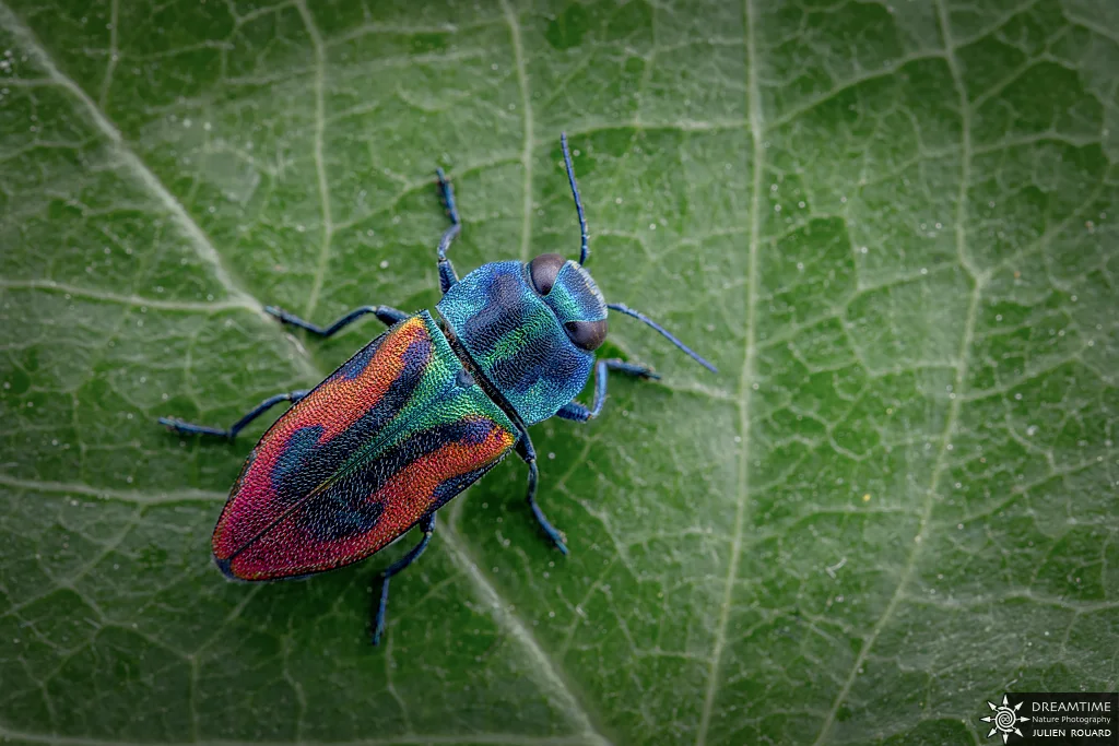 Macrophotographie de terrain réalisée avec un diffuseur DNP — 73