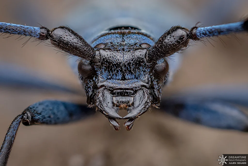 Macrophotographie de terrain réalisée avec un diffuseur DNP — 74