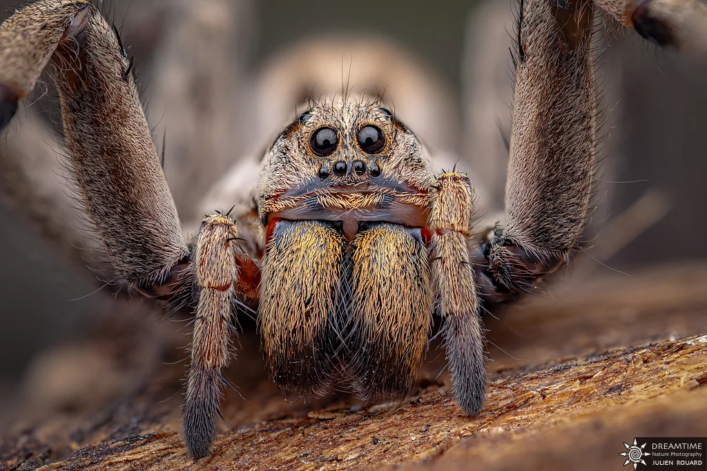 Macrophotographie de terrain réalisée avec un diffuseur DNP — 75