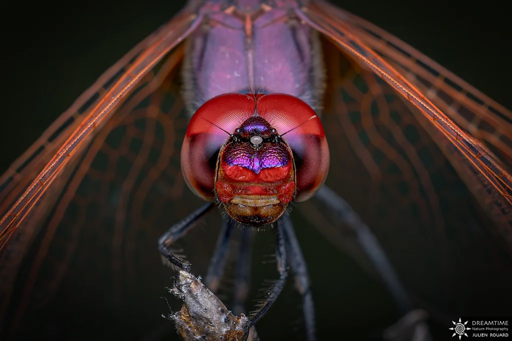 Macrophotographie de terrain réalisée avec un diffuseur DNP — 76