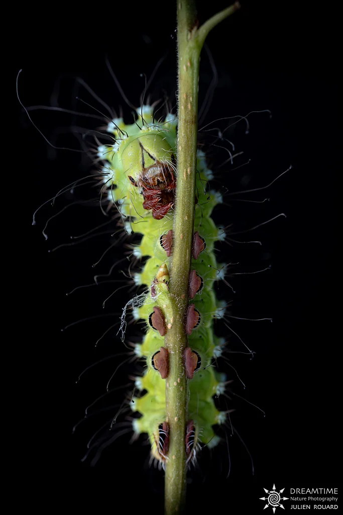Macrophotographie de terrain réalisée avec un diffuseur DNP — 78