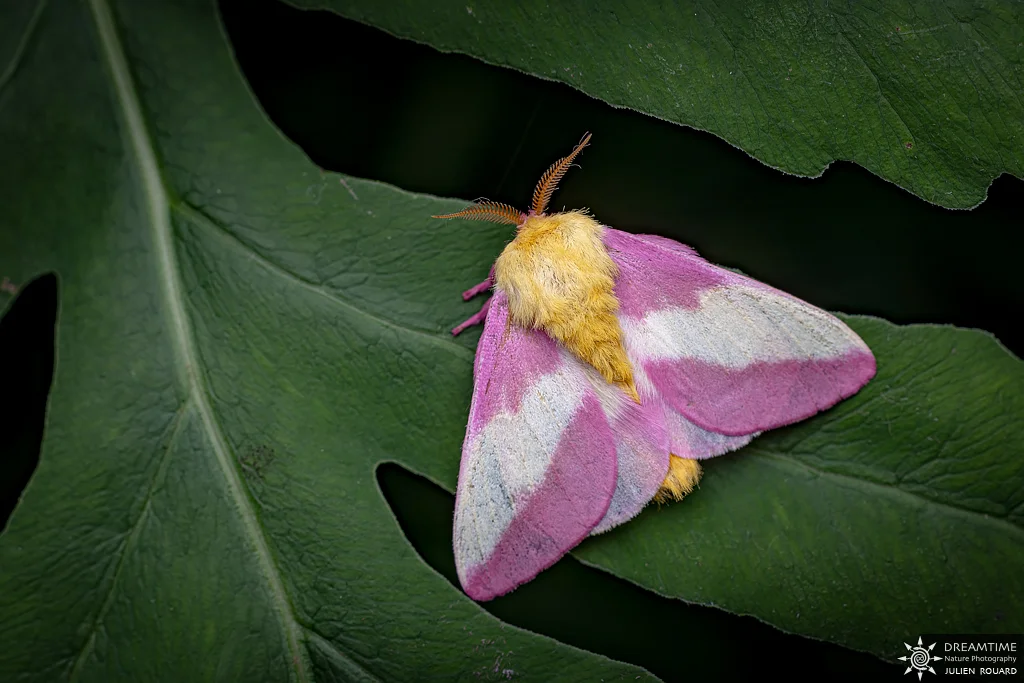 Macrophotographie de terrain réalisée avec un diffuseur DNP — 79