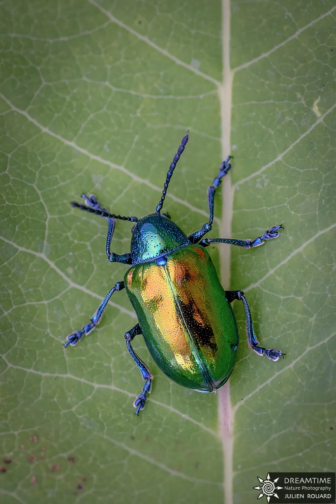 Macrophotographie de terrain réalisée avec un diffuseur DNP — 80