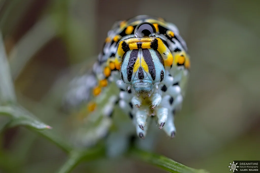 Macrophotographie de terrain réalisée avec un diffuseur DNP — 81