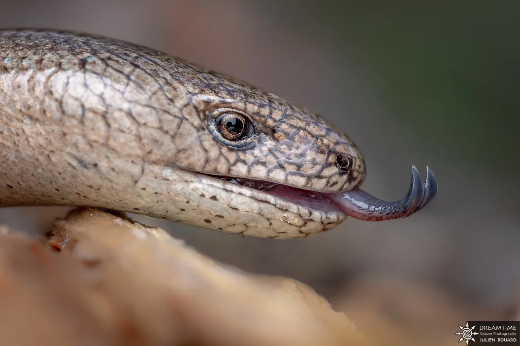 Macrophotographie de terrain réalisée avec un diffuseur DNP — 82