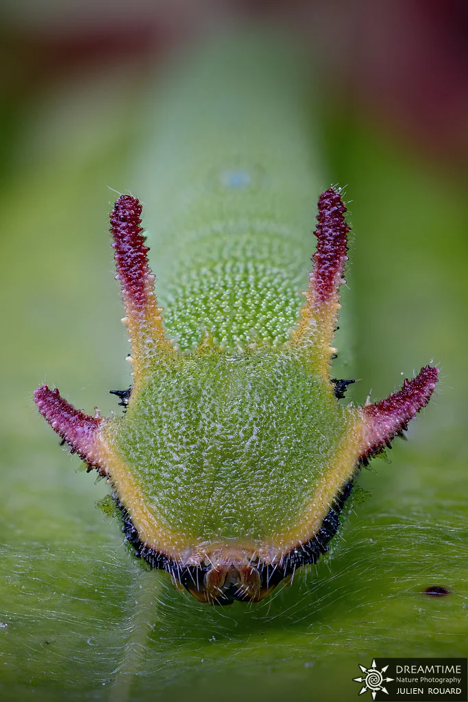 Macrophotographie de terrain réalisée avec un diffuseur DNP — 84