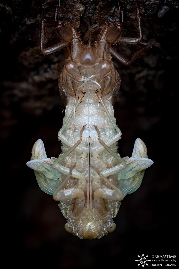 Macrophotographie de terrain réalisée avec un diffuseur DNP — 85