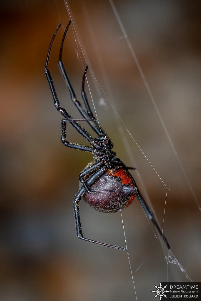 Macrophotographie de terrain réalisée avec un diffuseur DNP — 86