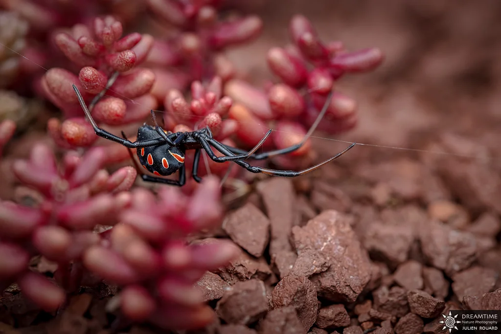 Macrophotographie de terrain réalisée avec un diffuseur DNP — 88