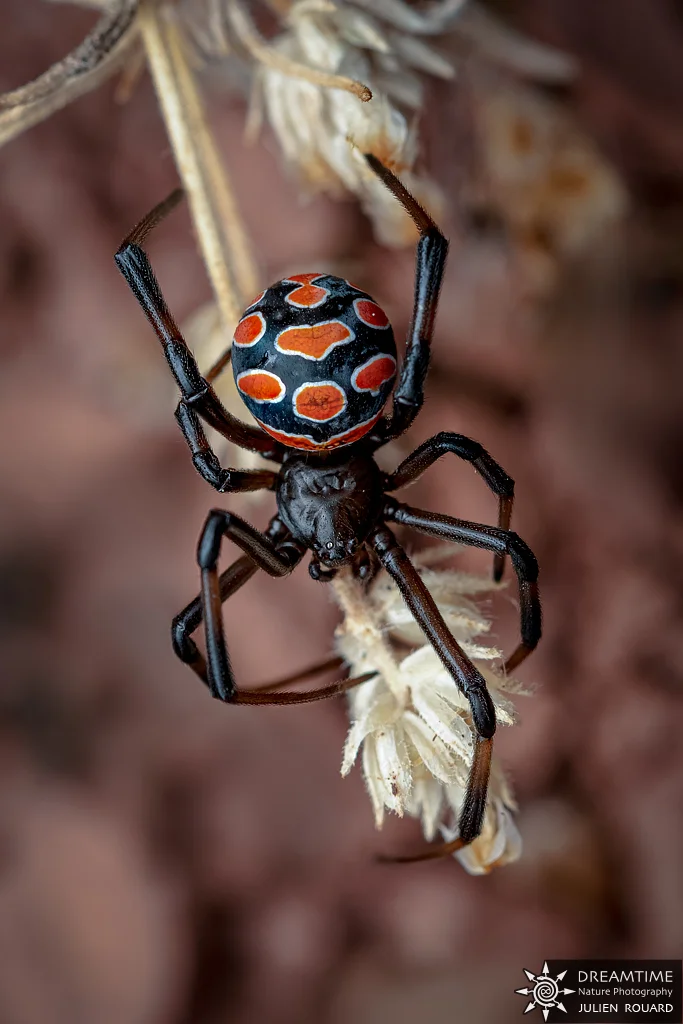 Macrophotographie de terrain réalisée avec un diffuseur DNP — 90
