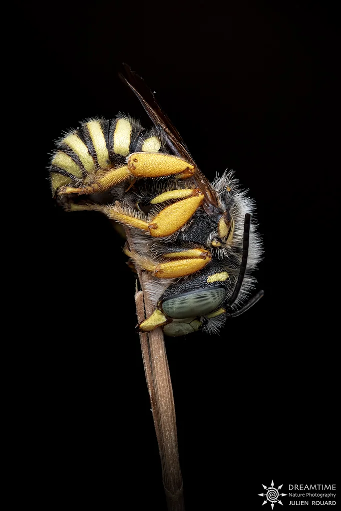 Macrophotographie de terrain réalisée avec un diffuseur DNP — 91