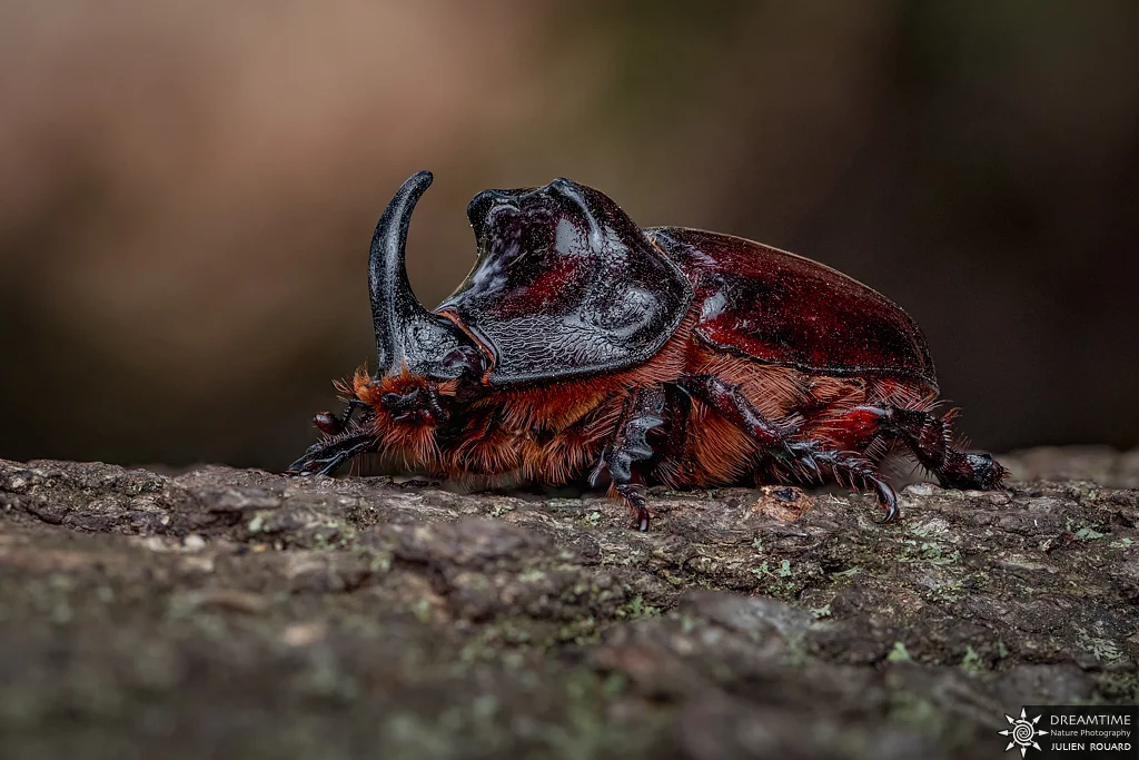 Macrophotographie de terrain réalisée avec un diffuseur DNP — 92