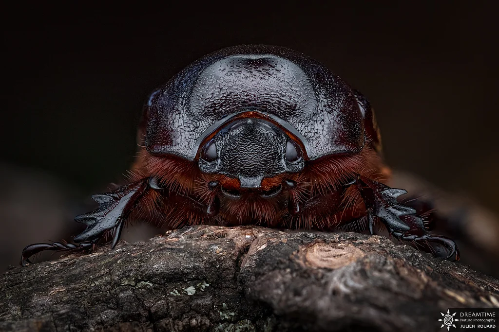 Macrophotographie de terrain réalisée avec un diffuseur DNP — 93