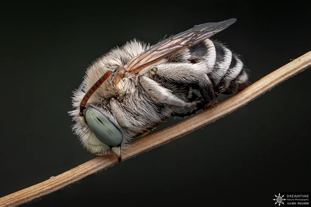 Macrophotographie de terrain réalisée avec un diffuseur DNP — 94