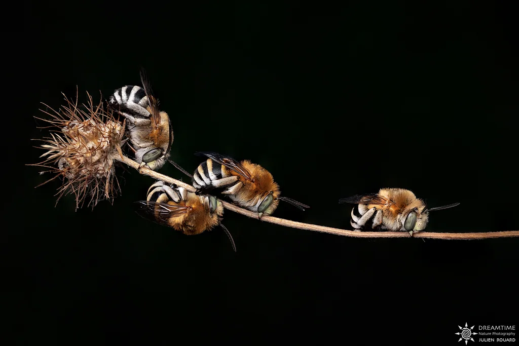 Macrophotographie de terrain réalisée avec un diffuseur DNP — 95
