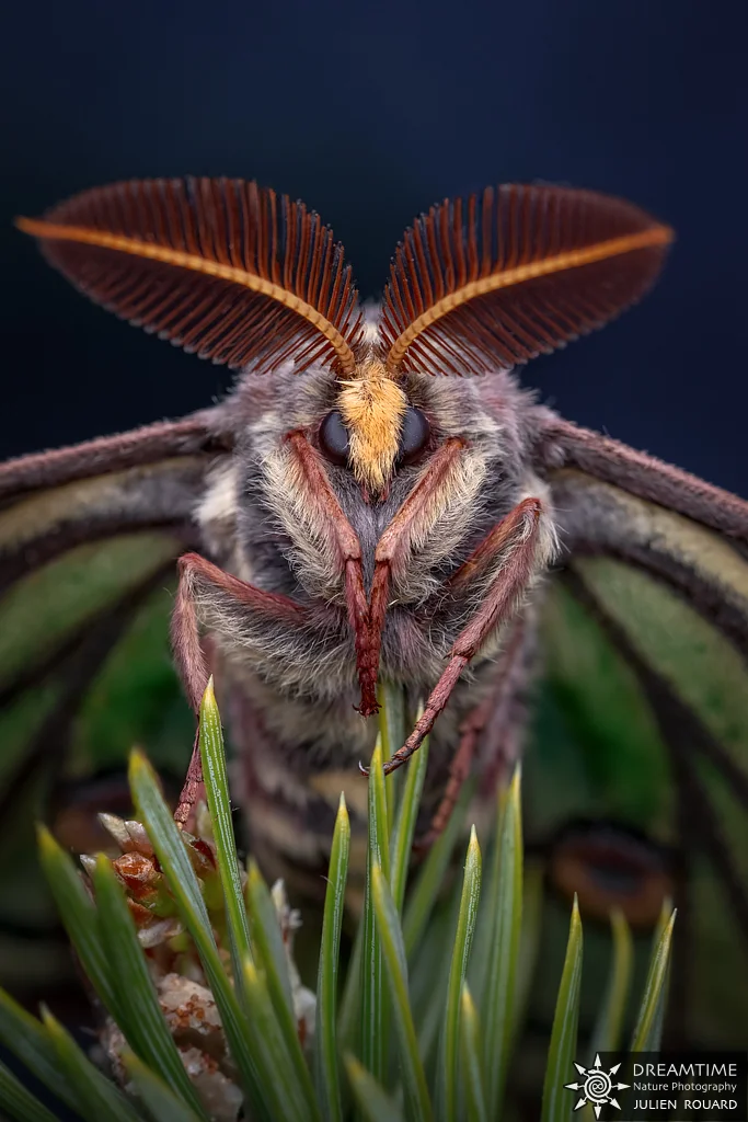 Macrophotographie de terrain réalisée avec un diffuseur DNP — 96