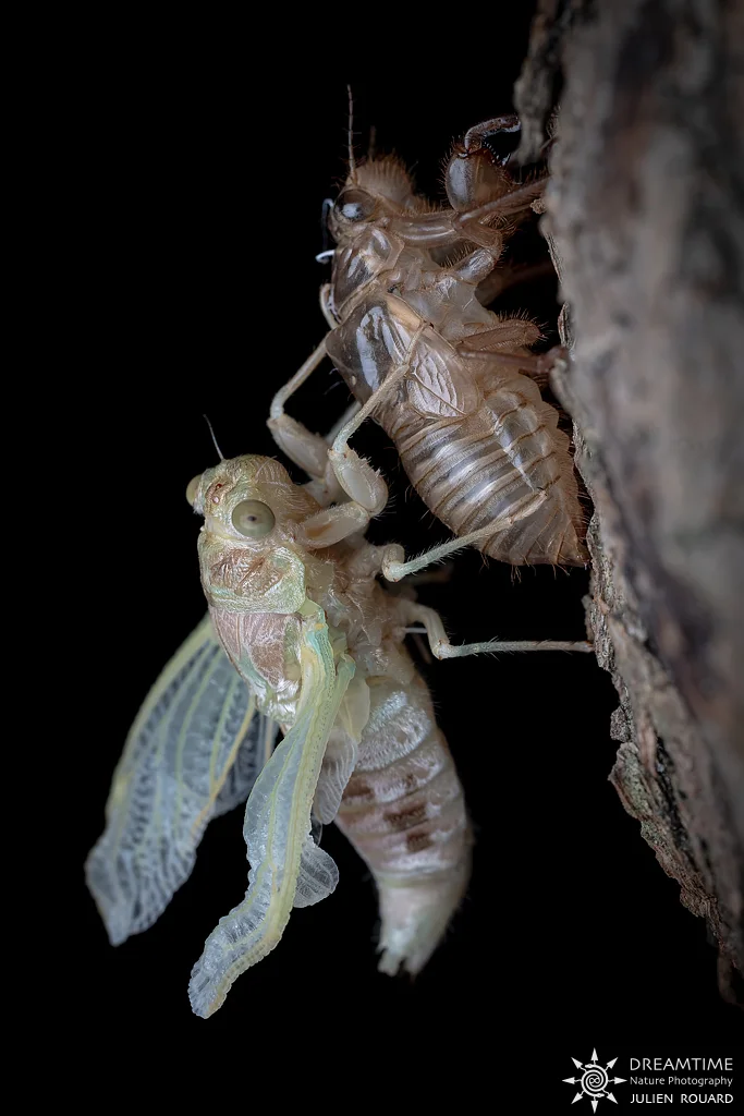 Cigale Grise (Cicada orni) — macrophotographie réalisée avec un diffuseur DNP