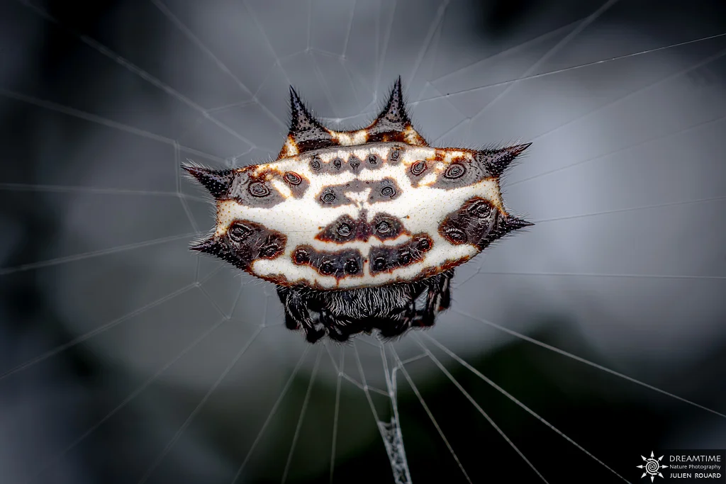 Gasteracantha cancriformis (Gasteracantha cancriformis) — macrophotographie réalisée avec un diffuseur DNP
